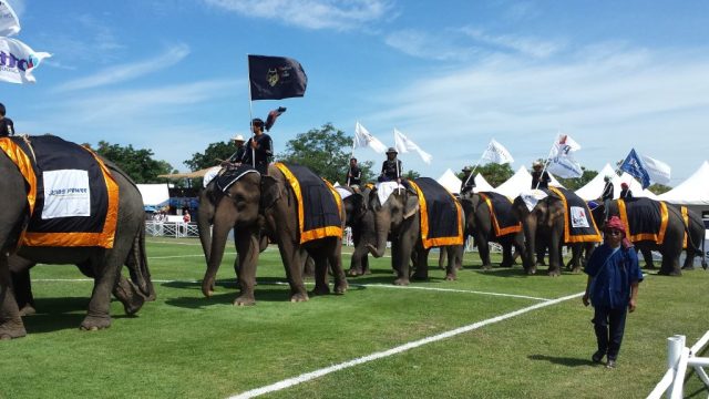 Hua Hin Elephant Polo Hua Hin Elephant Polo