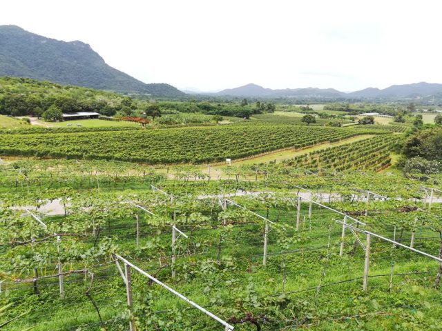 Hua Hin Monsoon Valley Vineyard Hua Hin Monsoon Valley Vineyard